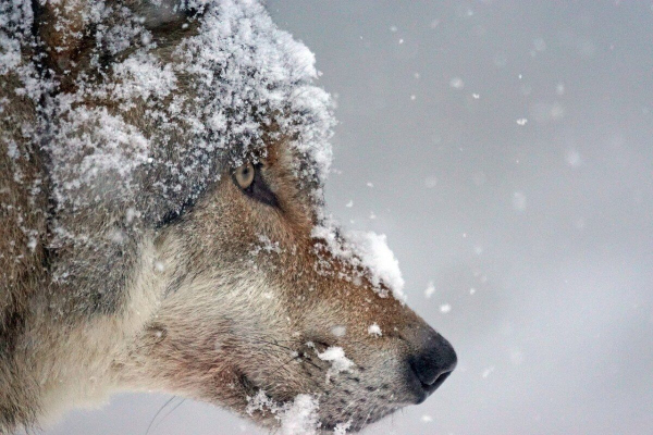 Застрелен волк, напавший на двух женщин в Карагандинской области