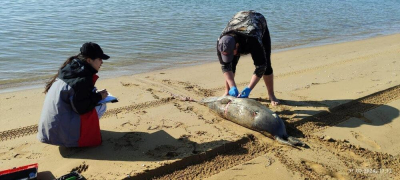 На побережье Каспийского моря обнаружили 12 туш мертвых тюленей