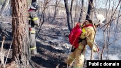 В природном резервате «Семей орманы» снова произошёл пожар