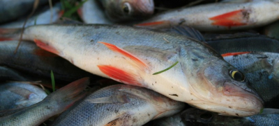 В Правила рыболовства внесли изменения в Казахстане