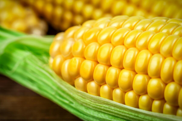 Депутат предложил увеличить переработку кукурузы в Казахстане