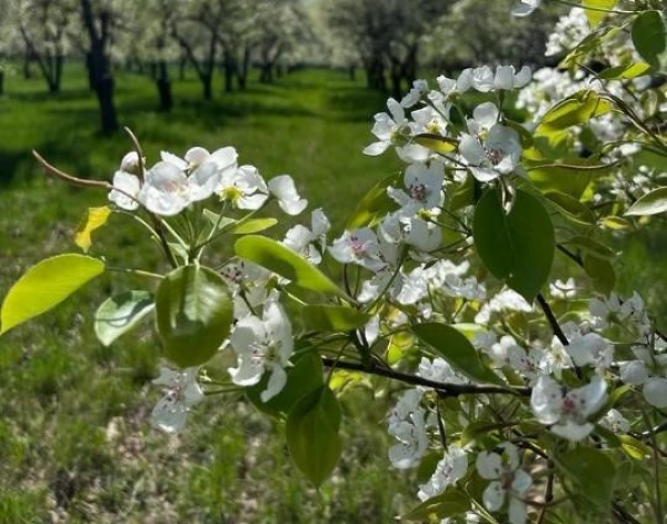 Крупную партию подвоев яблони из Нидерландов завезли в Казахстан