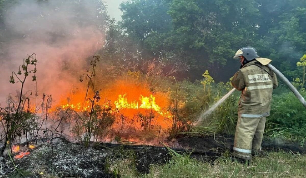 Лесной пожар в Абайской области локализован — МЧС