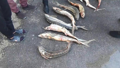 Полицейские изъяли около 25 кг осетра у водителя УАЗа в Мангистауской области