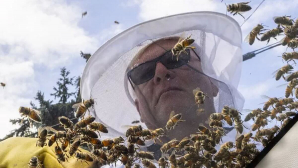 Больше сотни пчел покусали водителя грузовика