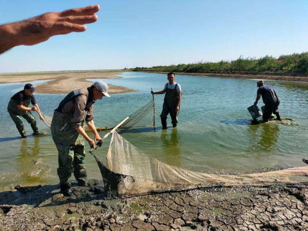 В Атырауской области спасено почти 1, 3 млн штук молоди рыб