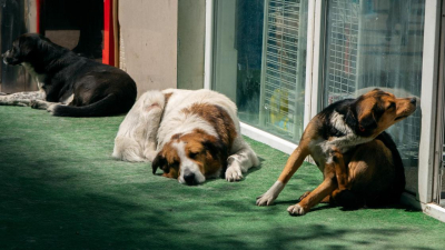 Казахстанца обязали выселить всех собак из квартиры