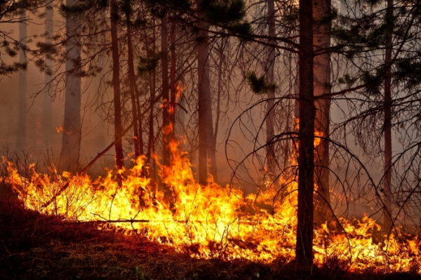 Защитить леса от попадания молний планируют в Павлодаре