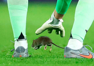 Крыса на футбольном поле едва не сорвала матч Уэльс - Бельгия