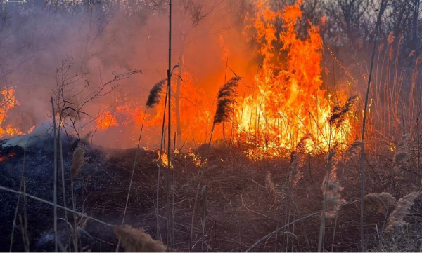 Крупный пожар произошел на территории Иле-Балхашского резервата
